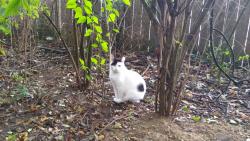 Lost Female Cat last seen Near Roundtop Rd Cincinnati 45251, Cincinnati, OH 45251