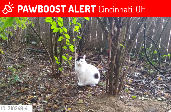Lost Female Cat last seen Near Roundtop Rd Cincinnati 45251, Cincinnati, OH 45251