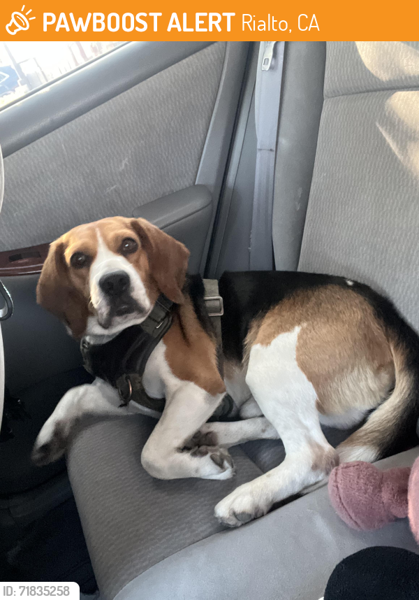 Rialto, CA Stray Male Dog Found Near Cactus & foothill | PawBoost