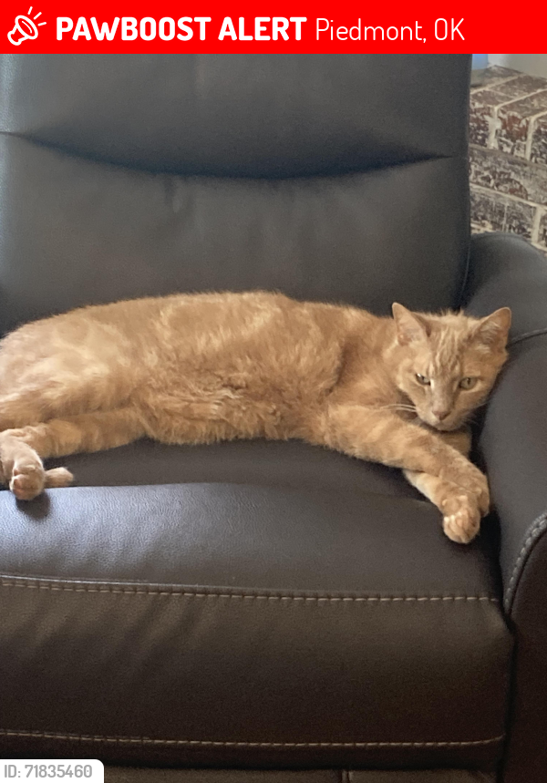Lost Male Cat last seen Mustang and 164th, Piedmont, OK 73078