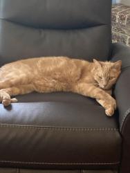 Lost Male Cat last seen Mustang and 164th, Piedmont, OK 73078