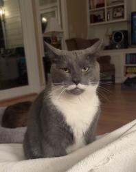 Lost Male Cat last seen Baker and McClellan , McClellanville, SC 29458