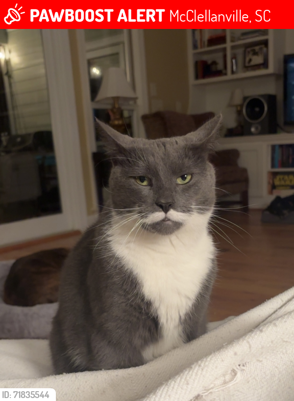 Lost Male Cat last seen Baker and McClellan , McClellanville, SC 29458