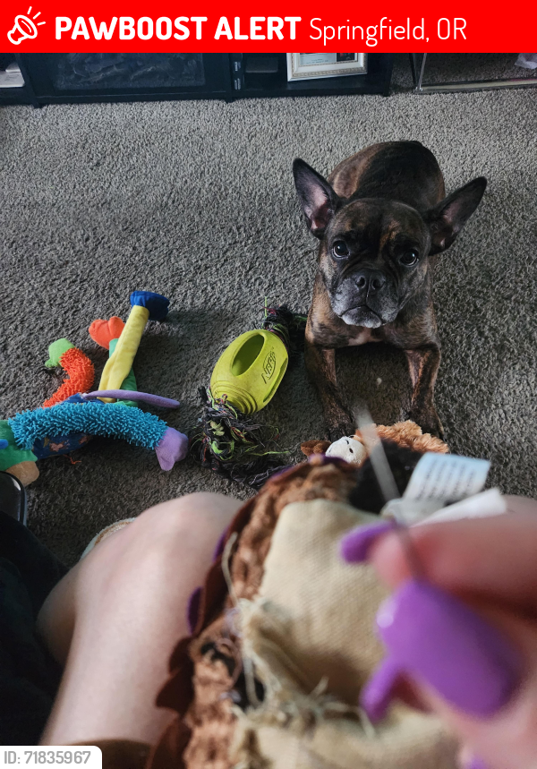 Lost Female Dog last seen Near  street , Springfield, OR 97477