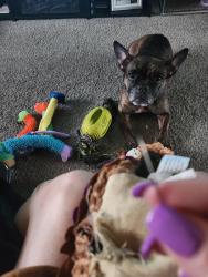 Lost Female Dog last seen Near  street , Springfield, OR 97477