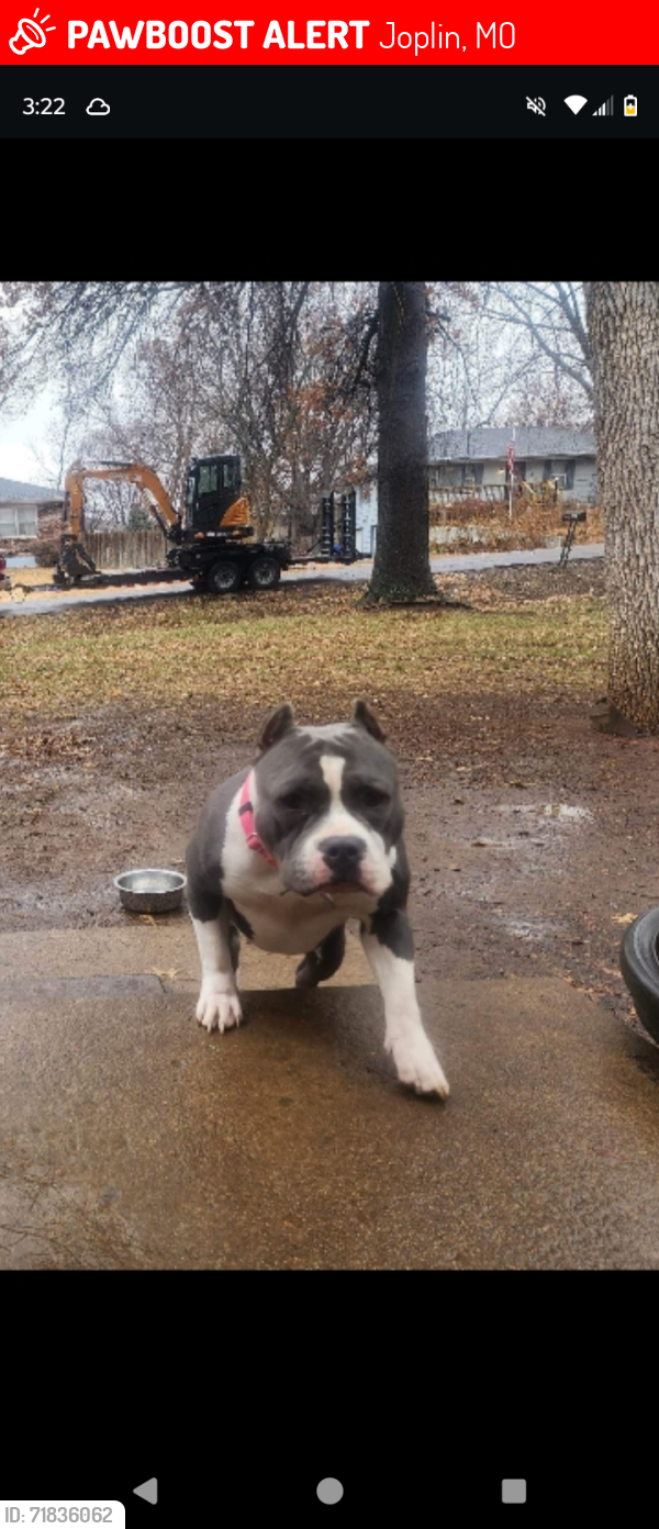 Lost Female Dog last seen S highview & e 11th st Joplin mo , Joplin, MO 64801