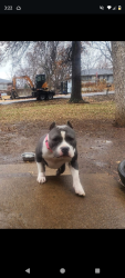 Lost Female Dog last seen S highview & e 11th st Joplin mo , Joplin, MO 64801