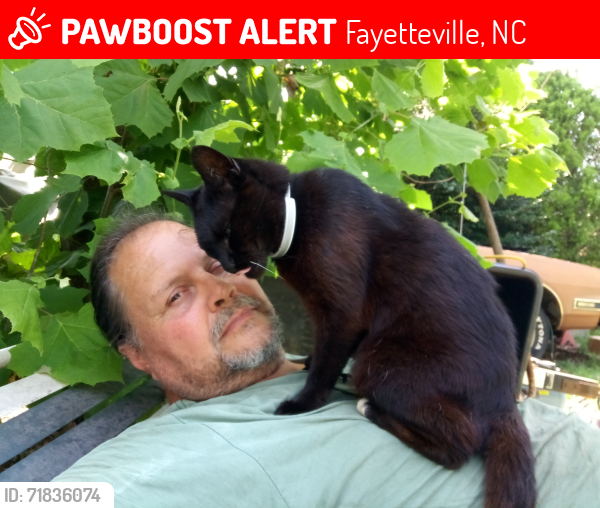 Lost Male Cat last seen Andrews Rd near Farmers Rd, Fayetteville, NC 28311