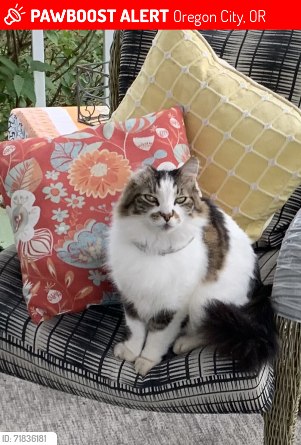 Lost Male Cat last seen Near Evergreen Church, Oregon City, OR 97045