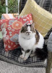 Lost Male Cat last seen Near Evergreen Church, Oregon City, OR 97045