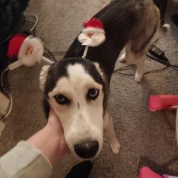 Lost Female Dog last seen Near Harford rd , Baltimore, MD 21214