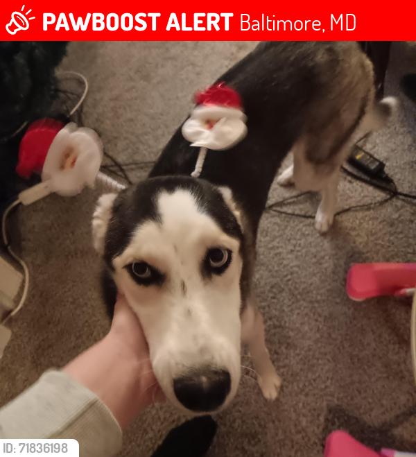 Lost Female Dog last seen Near Harford rd , Baltimore, MD 21214