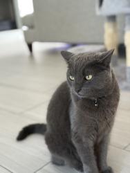 Lost Female Cat last seen Reflections Neighborhood , Ocoee, FL 34761