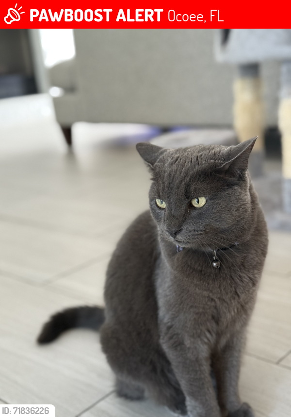 Lost Female Cat last seen Reflections Neighborhood , Ocoee, FL 34761