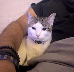 Lost Male Cat last seen Near e 32nd st. Brooklyn, Brooklyn, NY 11226