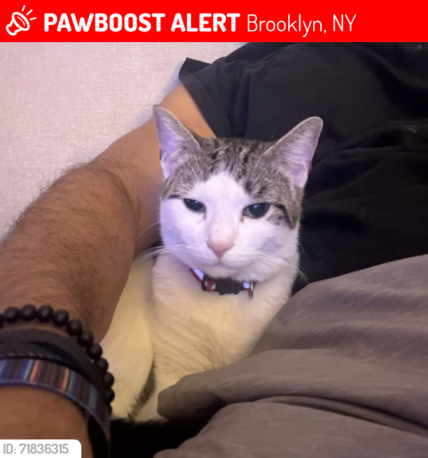 Lost Male Cat last seen Near e 32nd st. Brooklyn, Brooklyn, NY 11226