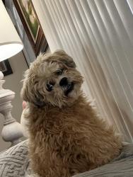 Lost Female Dog last seen Hunt and Hwy 77, Elbert County, GA 30634