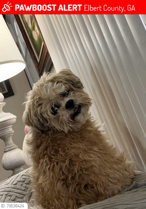 Lost Female Dog last seen Hunt and Hwy 77, Elbert County, GA 30634