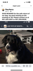 Lost Male Dog last seen Treadway Rd, Cockrum MS, Cockrum, MS 38632