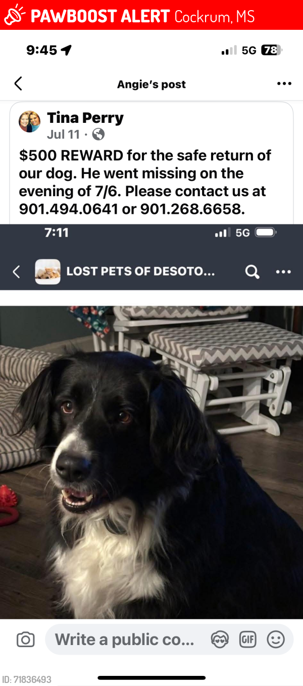 Lost Male Dog last seen Treadway Rd, Cockrum MS, Cockrum, MS 38632
