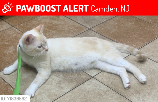 Lost Male Cat last seen Near Polk Avenue, Camden, NJ, USA, Camden, NJ 08105