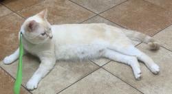 Lost Male Cat last seen Near Polk Avenue, Camden, NJ, USA, Camden, NJ 08105