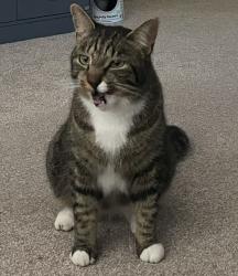 Lost Male Cat last seen Alresford, Hampshire, England SO24