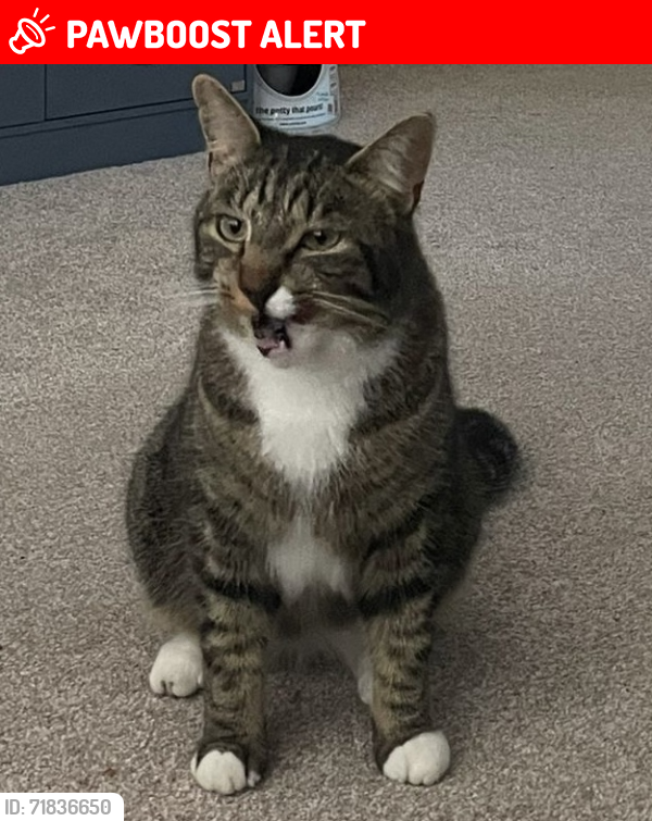 Lost Male Cat last seen Alresford, Hampshire, England SO24