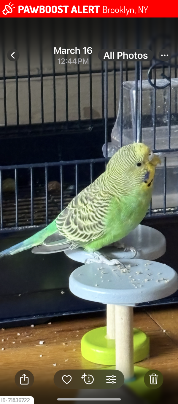 Lost Female Bird last seen Near , Brooklyn, NY 11218