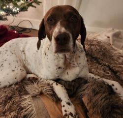 Lost Female Dog last seen S 4620th Rd near Brent Community Center, Gans, OK 74936