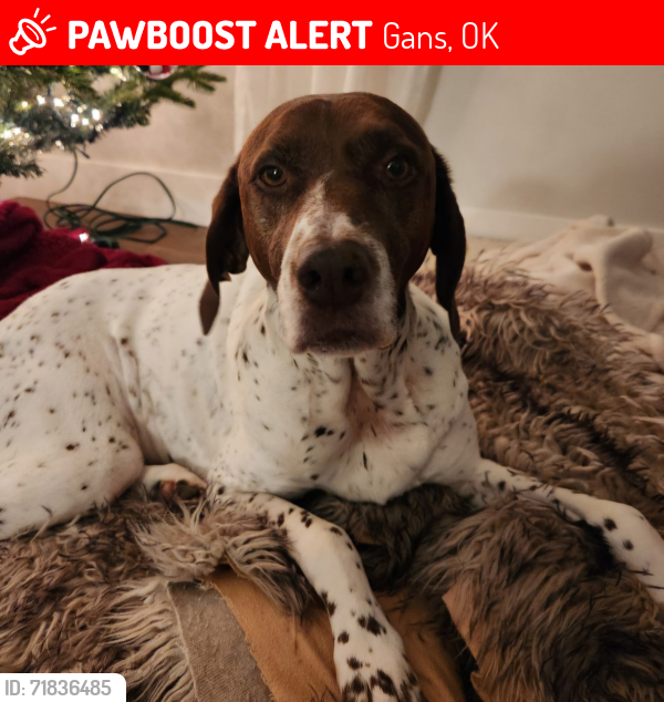 Lost Female Dog last seen S 4620th Rd near Brent Community Center, Gans, OK 74936