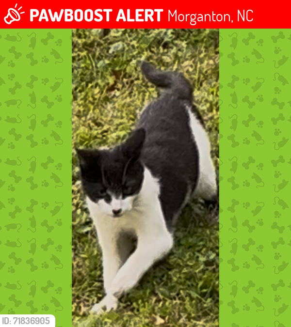 Lost Unknown Cat last seen Saint Mary’s Church Rd , Morganton, NC 28655
