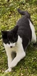 Lost Unknown Cat last seen Saint Mary’s Church Rd , Morganton, NC 28655