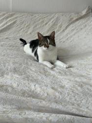 Lost Male Cat last seen Ruckholt Road, near Leyton Library , Greater London, England E10 5NP