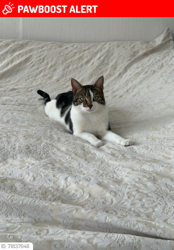 Lost Male Cat last seen Ruckholt Road, near Leyton Library, Greater London, England E10 5NP