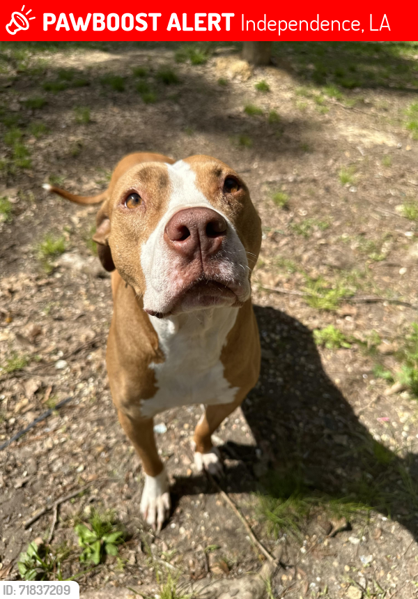 Lost Male Dog last seen La 1063 , Independence, LA 70443