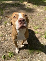 Lost Male Dog last seen La 1063 , Independence, LA 70443