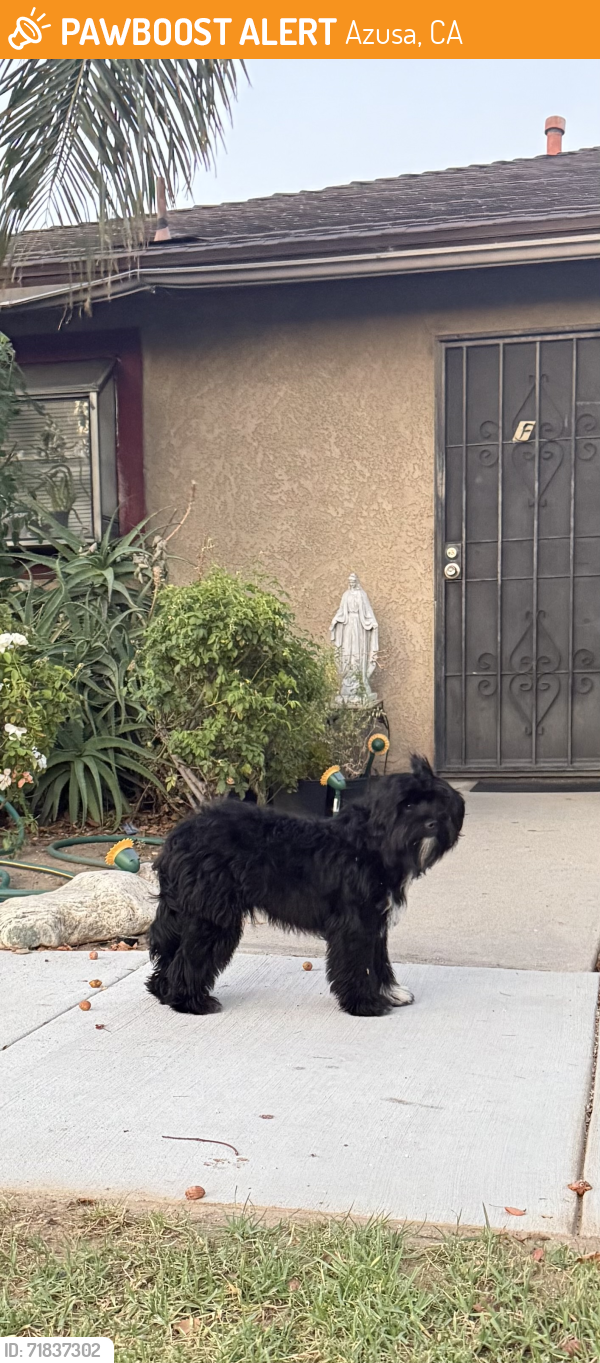 Found/Stray Male Dog last seen Azusa First Assembly Church , Azusa, CA 91702