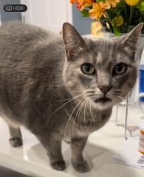 Lost Female Cat last seen Liberty Street & Smith Road, Rockland, MA 02370