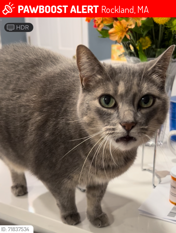 Lost Female Cat last seen Liberty Street & Smith Road, Rockland, MA 02370