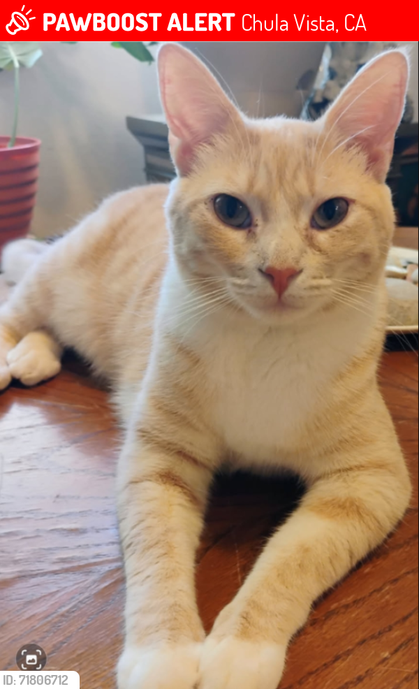Lost Female Cat last seen Bike path possibly towards living coast, Chula Vista, CA 91910