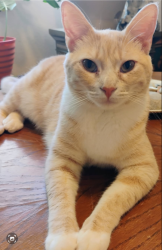 Lost Female Cat last seen Bike path possibly towards living coast, Chula Vista, CA 91910