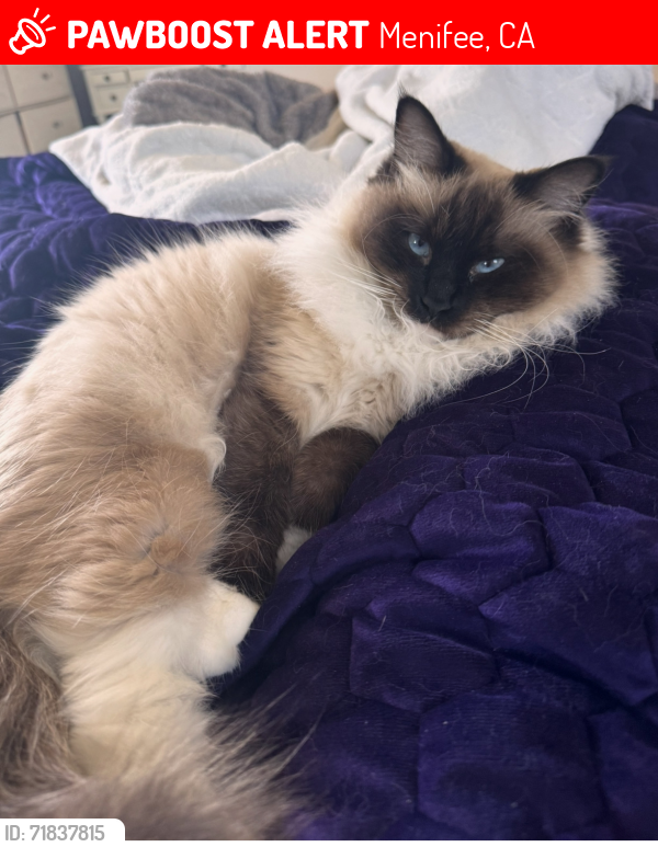 Lost Female Cat last seen Pleasant grove, Menifee, CA 92585