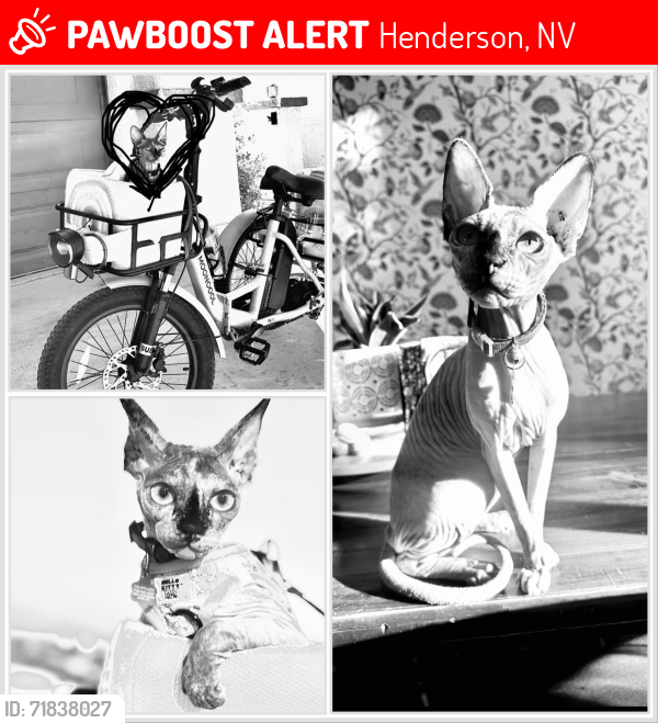 Lost Female Cat last seen Democracy and Anthem Highlands Drive, Henderson, NV 89044