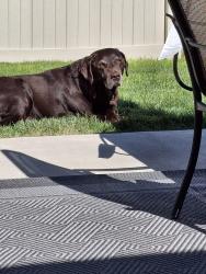 Lost Female Dog last seen Hose Gulch, Deer flt rd, Hubbard rd, Kuna, ID 83634
