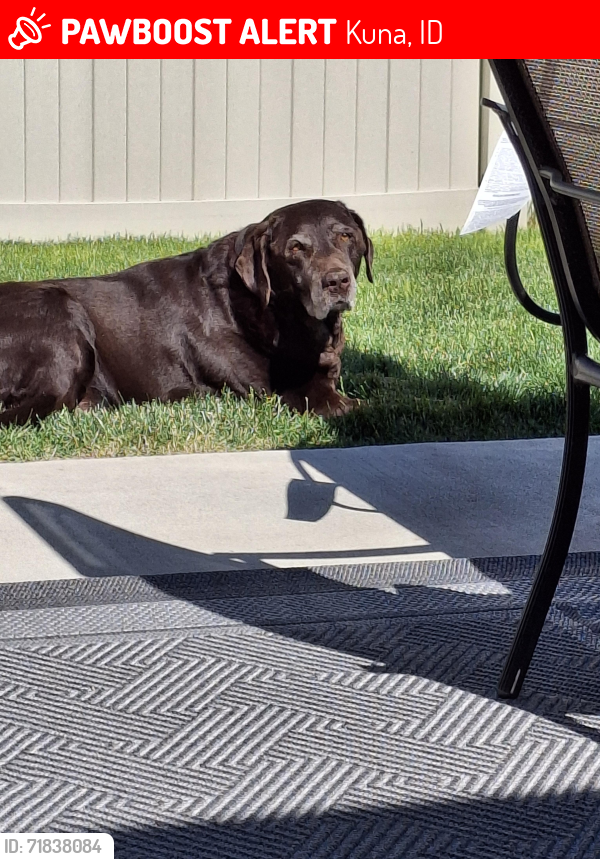 Lost Female Dog last seen Hose Gulch, Deer flt rd, Hubbard rd, Kuna, ID 83634