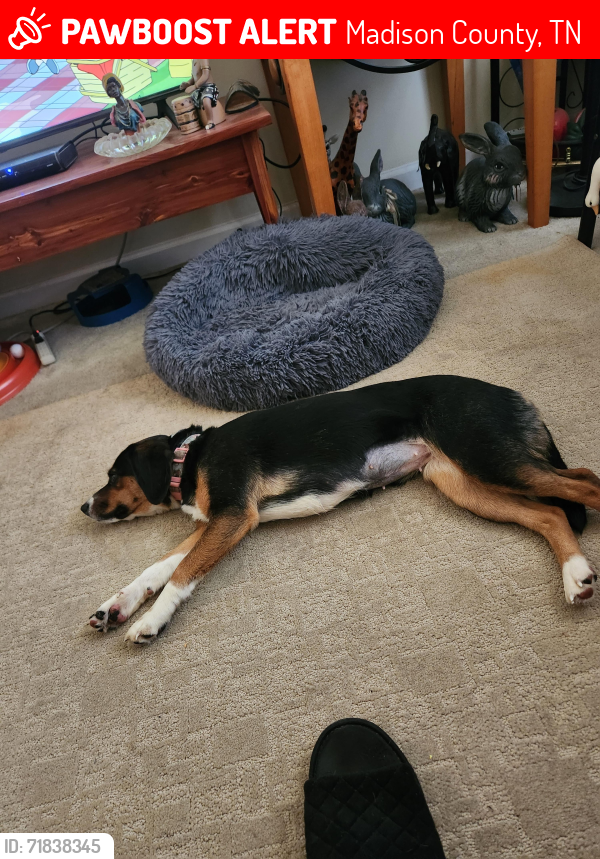 Lost Female Dog last seen Winterwood Dr and Crossview Dr. In madison city off of hwy 70 east, Madison County, TN 38305