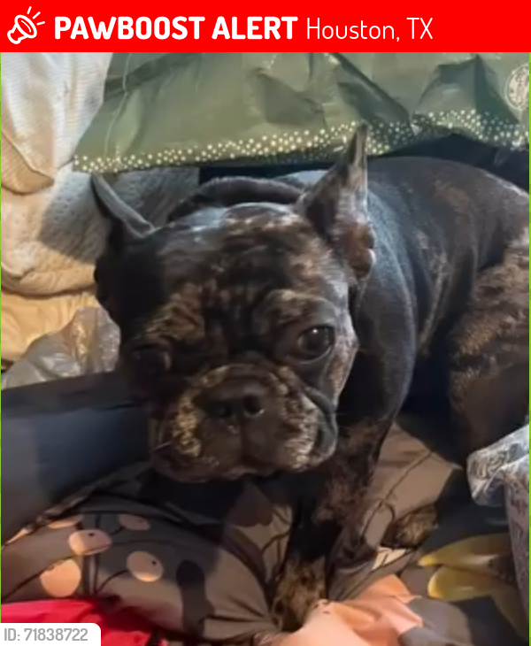 Lost Male Dog last seen Josephine Motel, Houston, TX 77023
