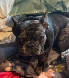 Lost Male Dog last seen Josephine Motel, Houston, TX 77023