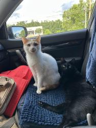 Lost Male Cat last seen Palmetto Elementary School , Naples, FL 34117